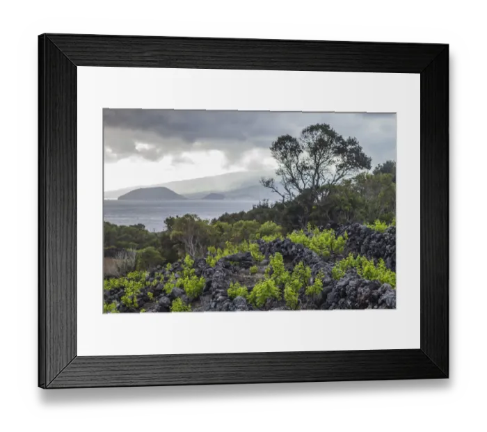 Framed Print : Portugal, Azores, Pico Island, Canto. Volcanic rock vineyards Framed Print : Portugal, Azores, Pico Island, Canto. Volcanic rock vineyards