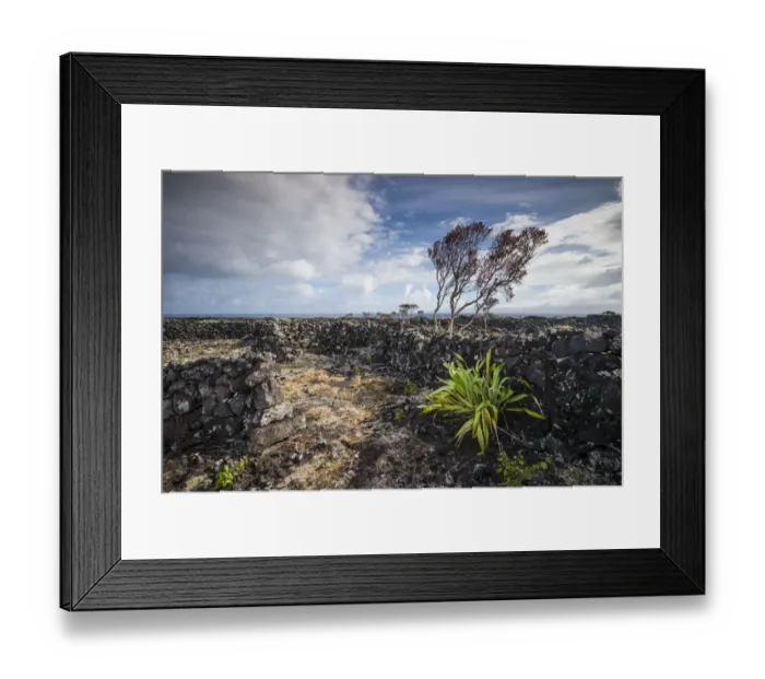 Framed Print : Portugal, Azores, Pico Island, Arcos. Vineyards made of volcanic stone Framed Print : Portugal, Azores, Pico Island, Arcos. Vineyards made of volcanic stone
