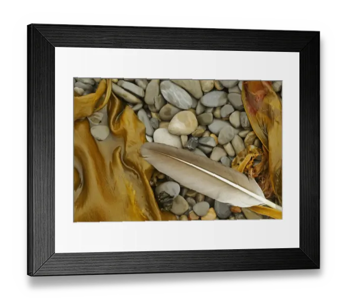 Framed Print : Canada, Quebec, Forillon National Park. Feather, seaweed and rocks along ocean shoreline Framed Print : Canada, Quebec, Forillon National Park. Feather, seaweed and rocks along ocean shoreline
