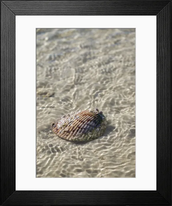 Framed Print : Cockle shell in the water, Honeymoon Island State Park, Dunedin, Florida, USA Framed Print : Cockle shell in the water, Honeymoon Island State Park, Dunedin, Florida, USA