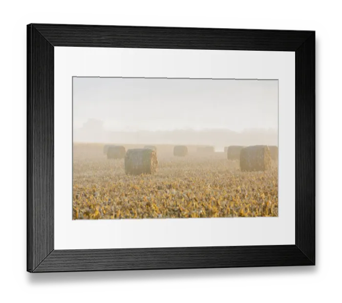 Framed Print : Hay bales in field on foggy morning, Marion County, Illinois Framed Print : Hay bales in field on foggy morning, Marion County, Illinois