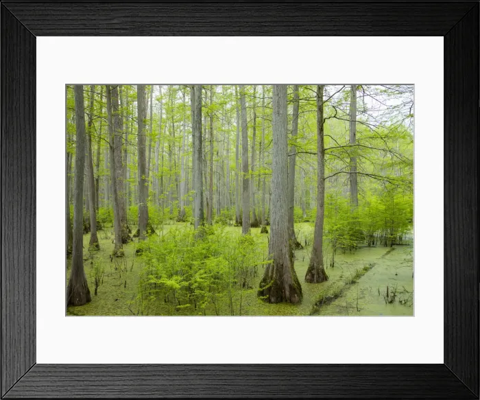 Framed Print : Bald Cypress trees (Taxodium distichum) Heron Pond Little Black Slough, Johnson County Framed Print : Bald Cypress trees (Taxodium distichum) Heron Pond Little Black Slough, Johnson County