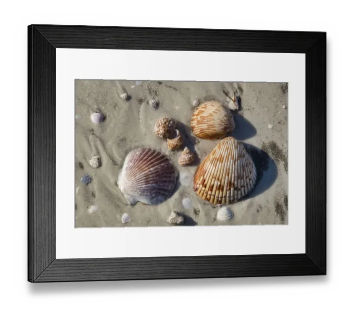 Framed Print : Seashells, Honeymoon Island State Park, Dunedin, Florida, USA Framed Print : Seashells, Honeymoon Island State Park, Dunedin, Florida, USA