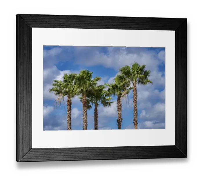 Framed Print : Sabal Palm trees, Florida, USA Framed Print : Sabal Palm trees, Florida, USA