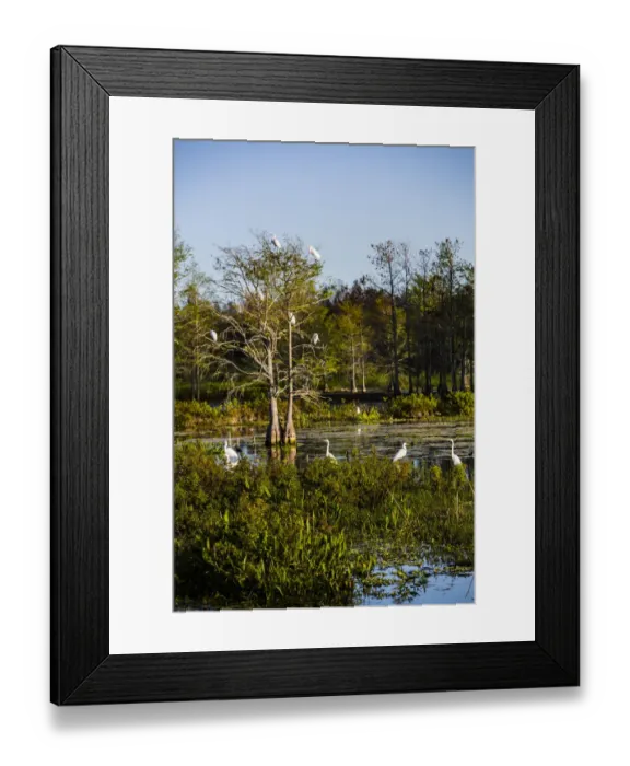 Framed Print : Palm Beach, Florida. Dozen of Egrets in a tree and wetlands Framed Print : Palm Beach, Florida. Dozen of Egrets in a tree and wetlands