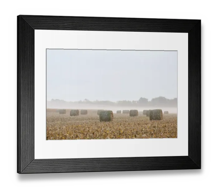 Framed Print : Hay bales in field on foggy morning, Marion Co. IL Framed Print : Hay bales in field on foggy morning, Marion Co. IL