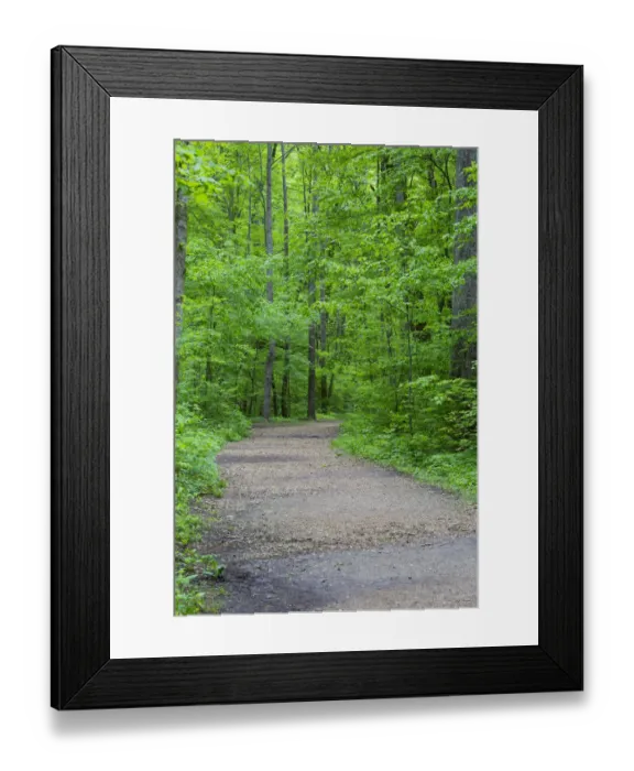 Framed Print : Trail at Ferne Clyffe State Park, Johnson County, Illinois Framed Print : Trail at Ferne Clyffe State Park, Johnson County, Illinois