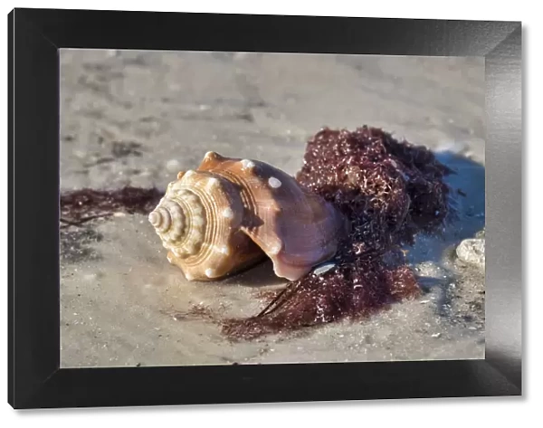 Fighting conch shell, Honeymoon Island State Park, Dunedin, Florida, USA