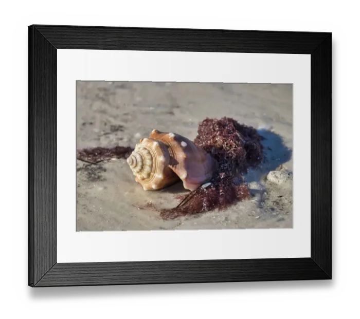 Framed Print : Fighting conch shell, Honeymoon Island State Park, Dunedin, Florida, USA Framed Print : Fighting conch shell, Honeymoon Island State Park, Dunedin, Florida, USA