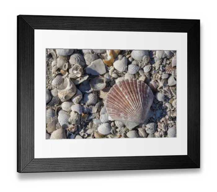 Framed Print : Seashells, Honeymoon Island State Park, Dunedin, Florida, USA