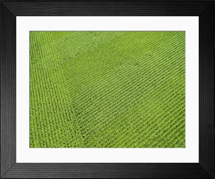 Framed Print : Corn field, Marion County, Illinois