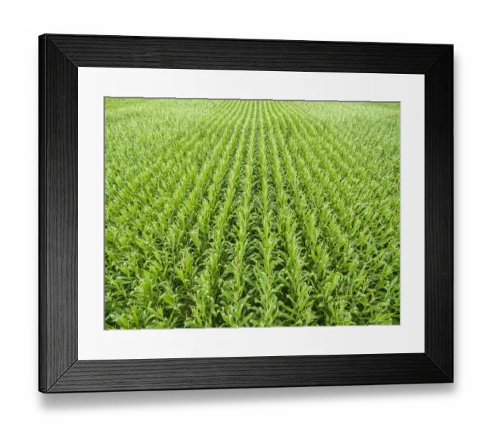 Framed Print : Corn field, Marion County, Illinois
