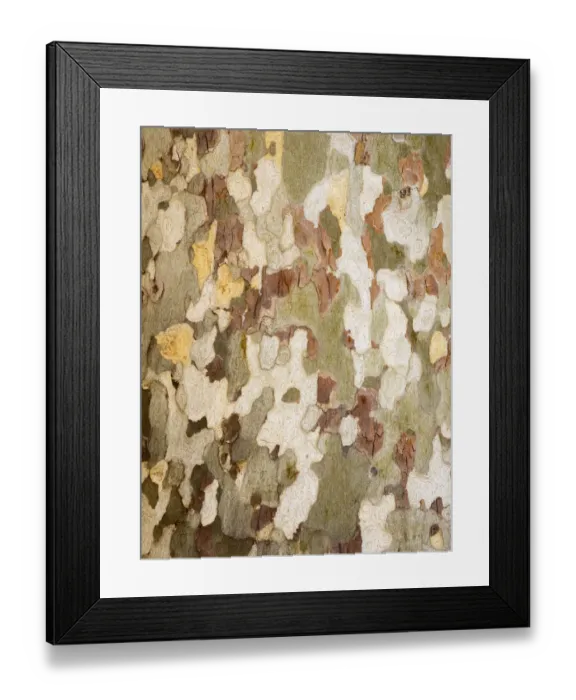 Framed Print : USA, Arizona, Sycamore, Platanus wrightii
