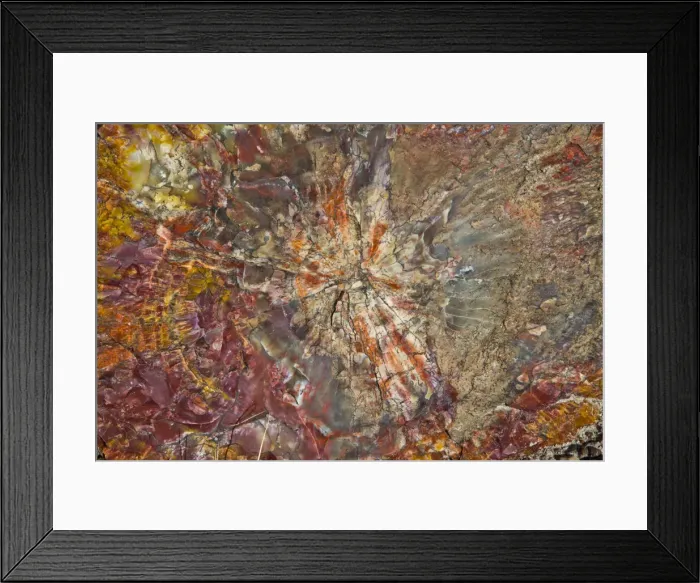 Framed Print : Close-up of petrified logs, Petrified Forest National Park, Holbrook, Arizona, USA