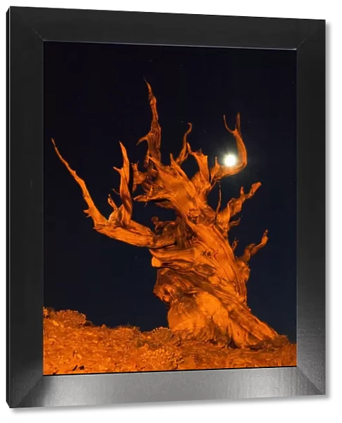 USA, California, White Mountains. Bristlecone pine tree and moon at night. Credit as