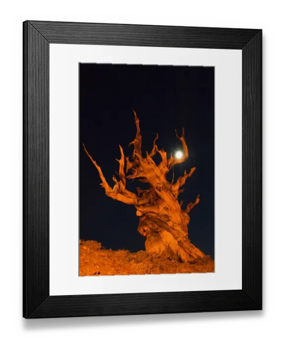 Framed Print : USA, California, White Mountains. Bristlecone pine tree and moon at night. Credit as