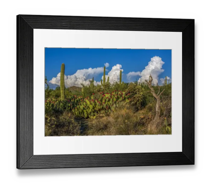Framed Print : USA, Arizona, Tucson, Saguaro National Park (west) Framed Print : USA, Arizona, Tucson, Saguaro National Park (west)