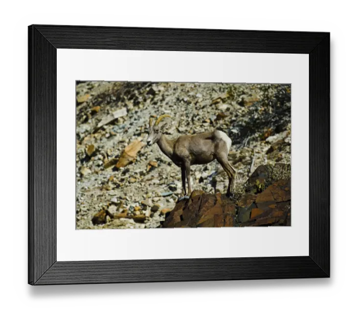 Framed Print : USA, California. Death Valley National Park Warm Springs Canyon, Big Horn Sheep Framed Print : USA, California. Death Valley National Park Warm Springs Canyon, Big Horn Sheep