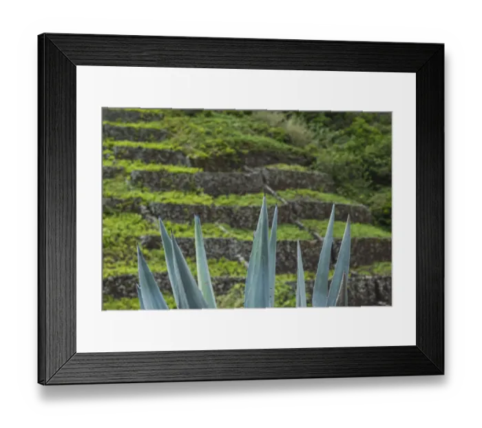 Framed Print : Portugal, Azores, Santa Maria Island, Maia. Volcanic rock vineyards Framed Print : Portugal, Azores, Santa Maria Island, Maia. Volcanic rock vineyards
