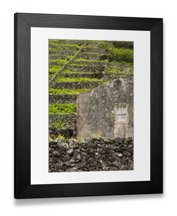Framed Print : Portugal, Azores, Santa Maria Island, Maia. Houses and volcanic rock vineyards Framed Print : Portugal, Azores, Santa Maria Island, Maia. Houses and volcanic rock vineyards