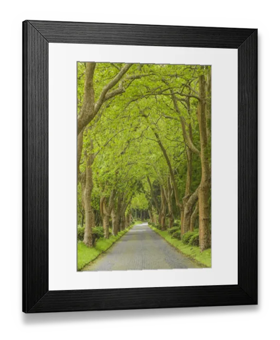 Framed Print : Portugal, Azores, Sao Miguel Island, Furnas. Lago das Furnas Lake, tree-lined road Framed Print : Portugal, Azores, Sao Miguel Island, Furnas. Lago das Furnas Lake, tree-lined road
