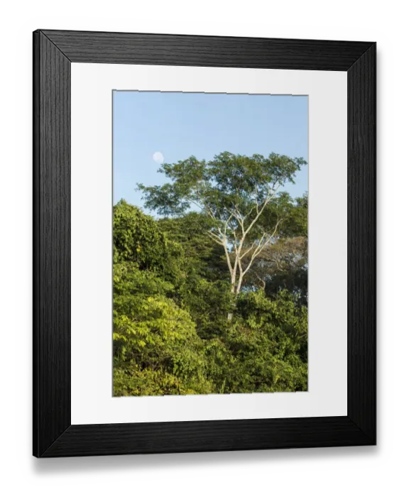 Framed Print : Pantanal, Mato Grosso, Brazil. Forest and moon seen in early morning along the Cuiaba river Framed Print : Pantanal, Mato Grosso, Brazil. Forest and moon seen in early morning along the Cuiaba river