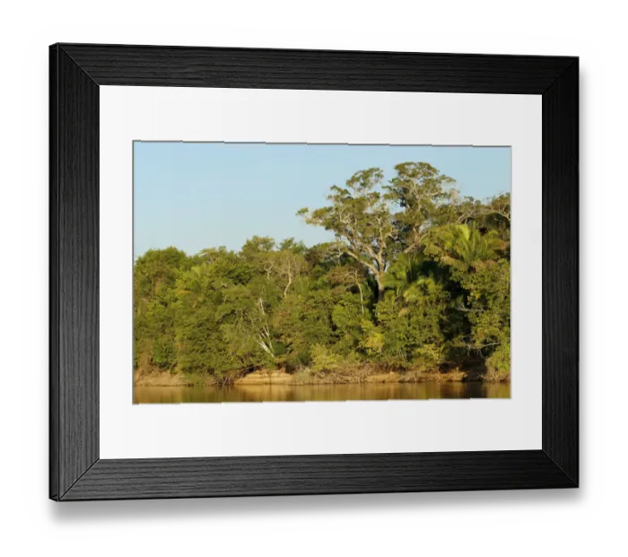 Framed Print : Pantanal, Mato Grosso, Brazil. Forest in early morning seen along the Cuiaba river