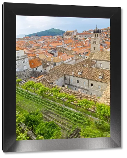 Croatia, Dubrovnik. Overview of walled city and garden