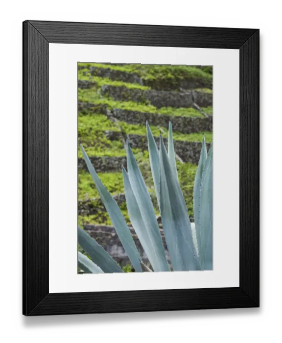 Framed Print : Portugal, Azores, Santa Maria Island, Maia. Volcanic rock vineyards Framed Print : Portugal, Azores, Santa Maria Island, Maia. Volcanic rock vineyards