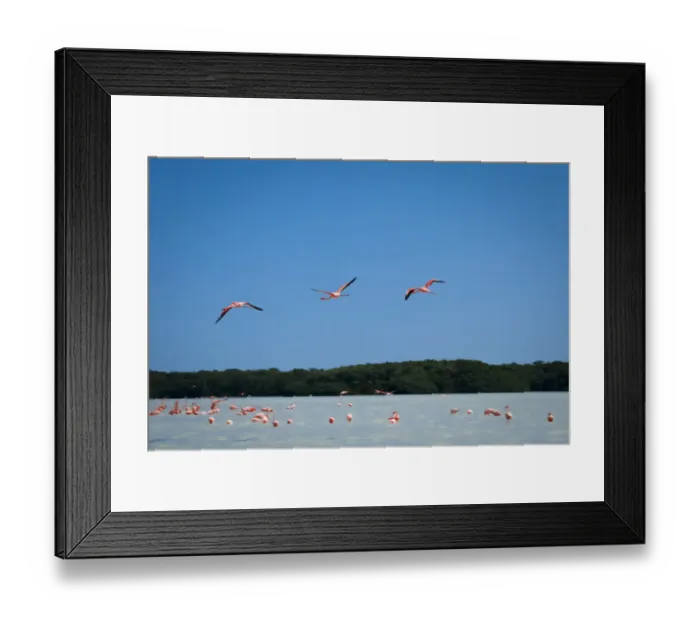 Framed Print : Celestun, Yukatan, Mexico Framed Print : Celestun, Yukatan, Mexico