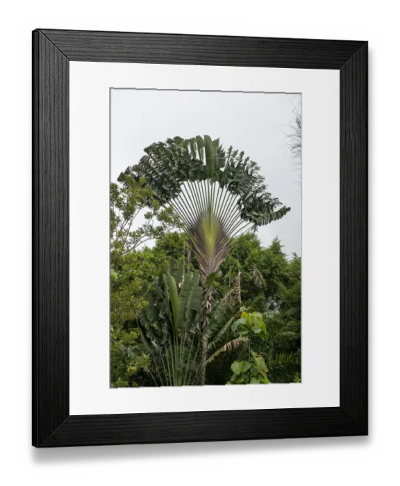 Framed Print : Puntarenas, Costa Rica
