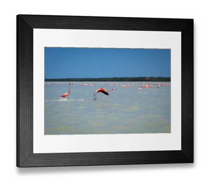 Framed Print : Celestun, Yukatan, Mexico Framed Print : Celestun, Yukatan, Mexico