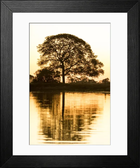 Framed Print : Pantanal, Mato Grosso, Brazil. Tree silhouette in early evening next to a river