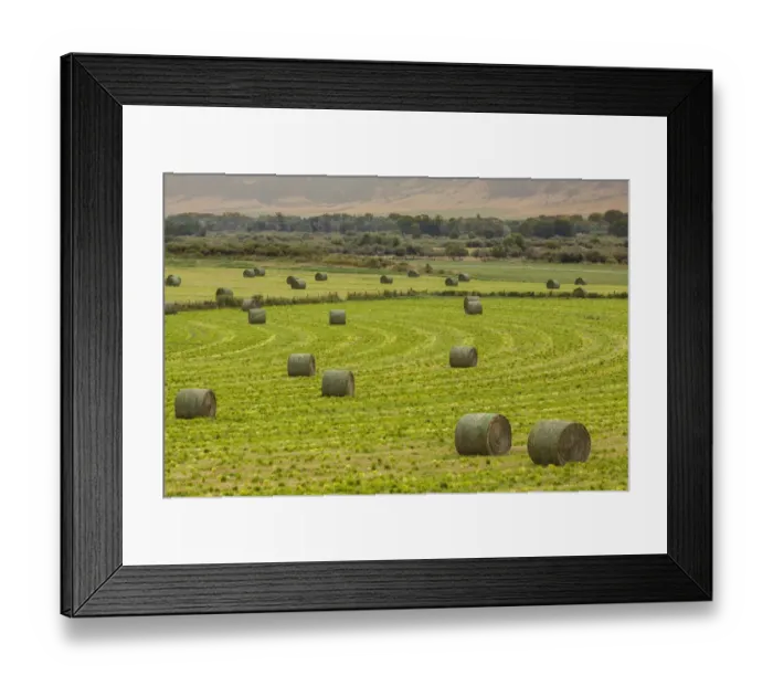 Framed Print : Usa, Montana. Bales, or Rounds, of hay in a field that has just been harvested
