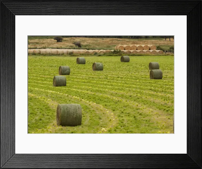 Framed Print : Usa, Montana. Bales, or Rounds, of hay in a field that has just been harvested Framed Print : Usa, Montana. Bales, or Rounds, of hay in a field that has just been harvested