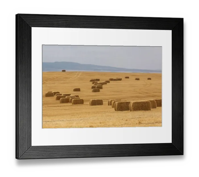 Framed Print : USA, Montana, near Drummond. Bales of hay in a field that has just been harvested Framed Print : USA, Montana, near Drummond. Bales of hay in a field that has just been harvested