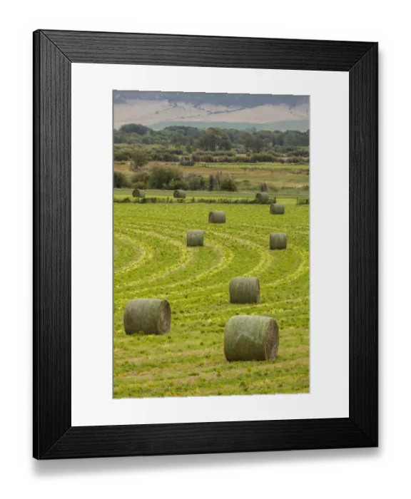 Framed Print : USA, Montana. Bales, or Rounds, of hay in a field that has just been harvested