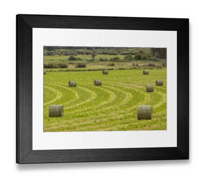 Framed Print : USA, Montana. Bales, or Rounds, of hay in a field that has just been harvested Framed Print : USA, Montana. Bales, or Rounds, of hay in a field that has just been harvested
