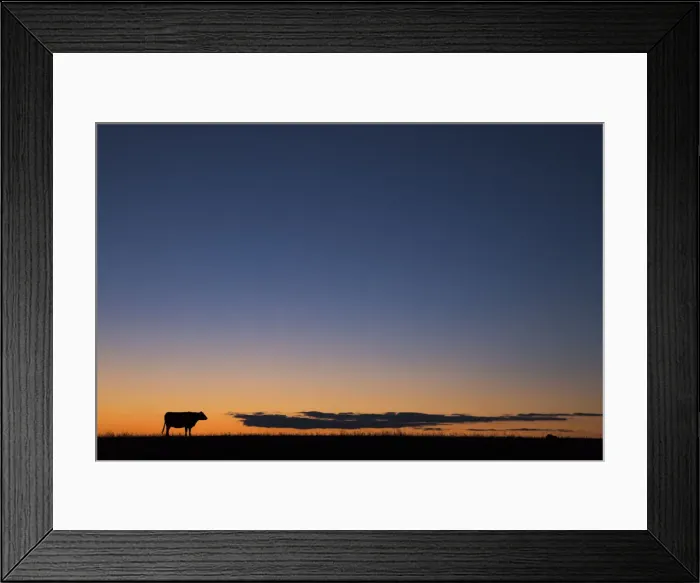 Framed Print : USA, Burchard, Nebraska. Cow at sunset Framed Print : USA, Burchard, Nebraska. Cow at sunset