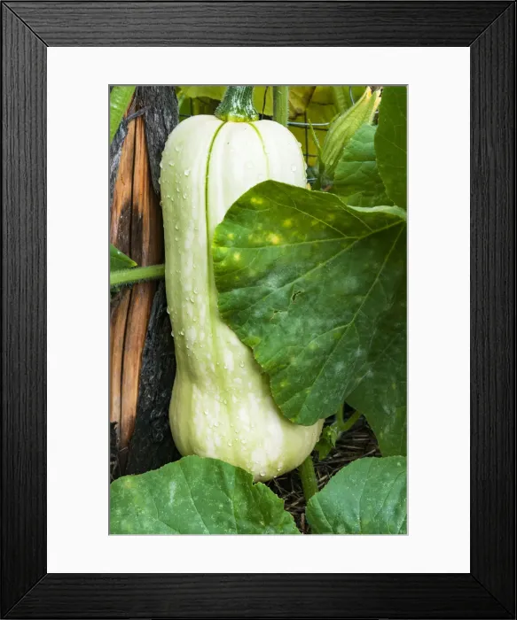 Framed Print : USA, Massachusetts. Northampton, day of Hurricane Irene Framed Print : USA, Massachusetts. Northampton, day of Hurricane Irene