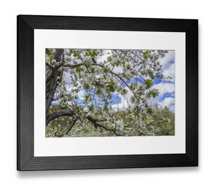 Framed Print : USA, Massachusetts, Bolton. Apple trees in bloom