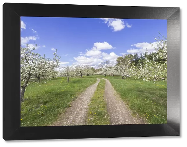 USA, Massachusetts, Bolton. Apple trees in bloom