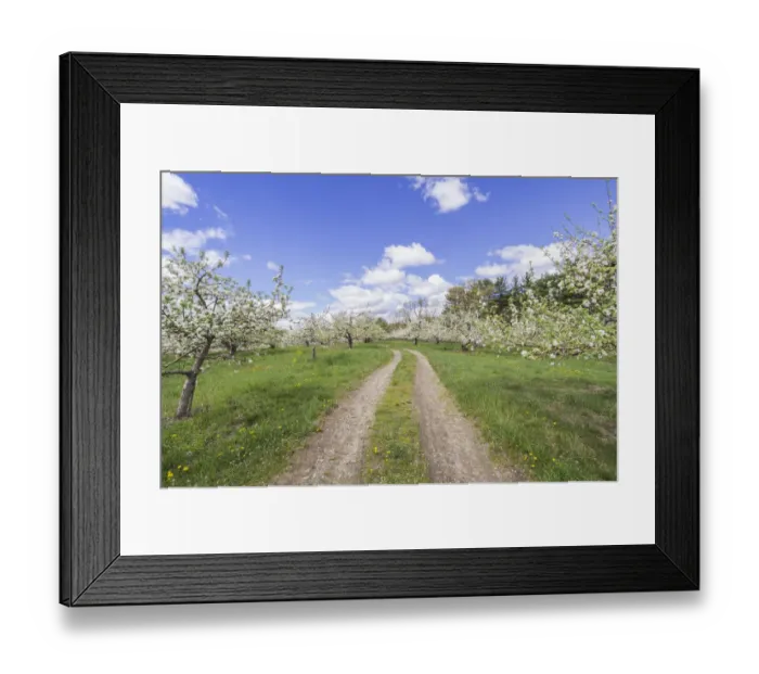 Framed Print : USA, Massachusetts, Bolton. Apple trees in bloom Framed Print : USA, Massachusetts, Bolton. Apple trees in bloom