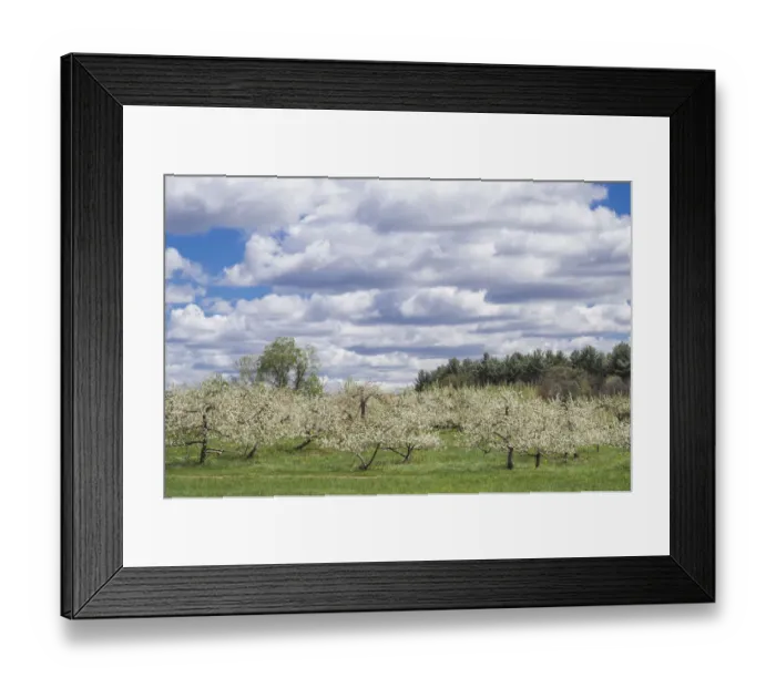 Framed Print : USA, Massachusetts, Bolton. Apple trees in bloom Framed Print : USA, Massachusetts, Bolton. Apple trees in bloom