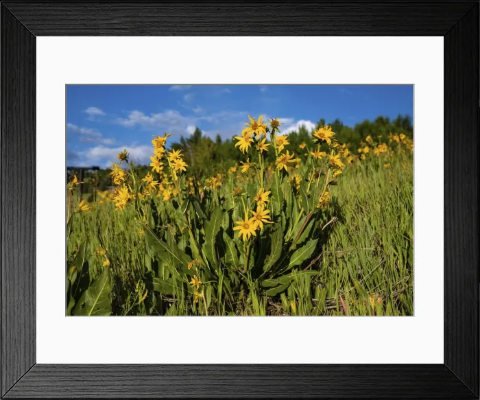 Framed Print : Mules ear (Wyethia arizonica) in Rocky Mountains Framed Print : Mules ear (Wyethia arizonica) in Rocky Mountains