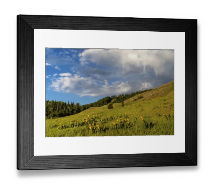 Framed Print : Mules ear (Wyethia arizonica) in Rocky Mountains