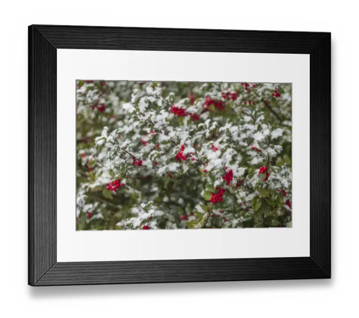 Framed Print : USA, Massachusetts, Cape Ann, Annisquam. Holly berries, aquifoliaceae, under snow Framed Print : USA, Massachusetts, Cape Ann, Annisquam. Holly berries, aquifoliaceae, under snow