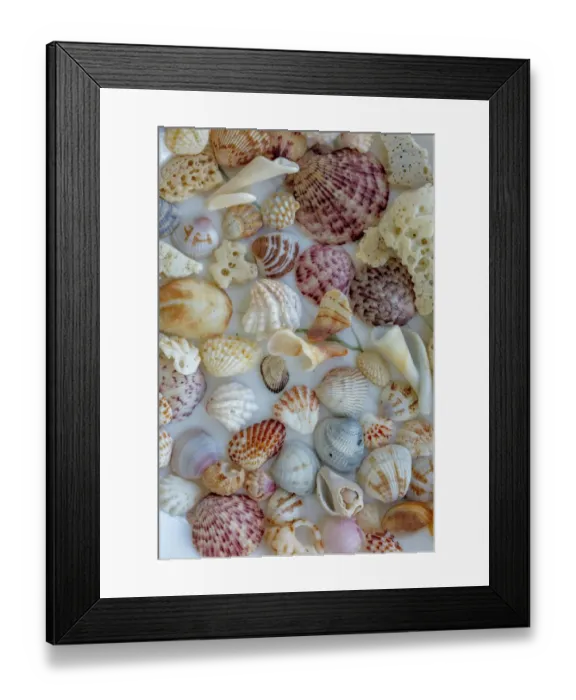 Framed Print : Collection of Seashells from Sanibel Island in Florida, USA