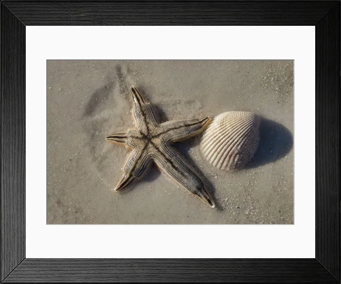 Framed Print : Seashell and starfish, Honeymoon Island State Park, Dunedin, Florida, USA
