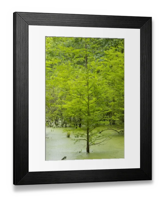 Framed Print : Bald Cypress trees (Taxodium distichum) Heron Pond Little Black Slough, Johnson Co. IL